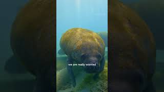 #Manatees Are One of the Most Charismatic Animals in the Ocean