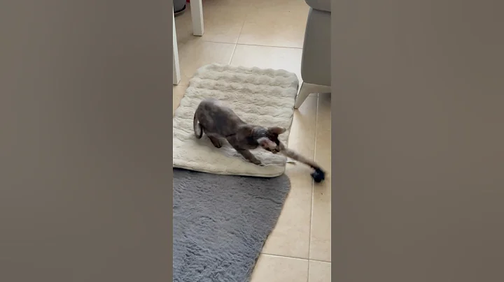 Video 10224841: sphynx funnycat, sphynx cat, cat playing funnycats, funny cat playing