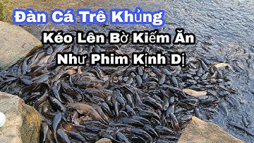Đàn Cá Trê Khủng Kéo Lên Bờ Ăn Đông Kịt Như Phim Kinh Dị Tại Thiền Viện Trúc Lâm Núi Sập An Giang
