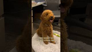 Office Dogs #lawdog #bringyourdog #lawoffice #irishwolfhound #goldendoodle