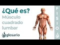 Músculo CUADRADO LUMBAR | Qué es, cómo fortalecer, origen, inserción, inervación y lesiones