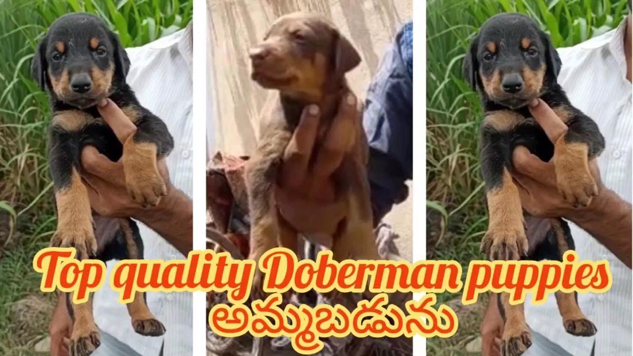 Doberman puppies for sale8008759369hyderabaddog market in hyderabad YouTube