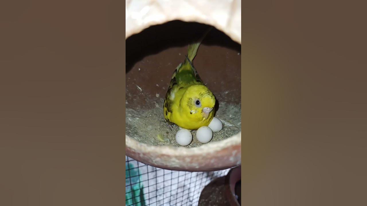 yellow colour bajis parrot first time lay eggs and bird parrotlet 