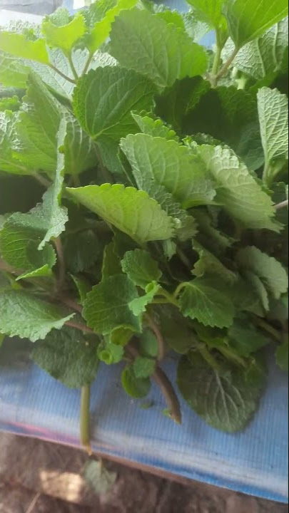 Daun Bangun-Bangun Yang Banyak Manfaatnya | Tangerang