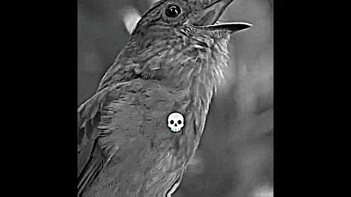 Extraordinary Bird Calls #birds #chicken #edit #epicedits #birb thumbnail
