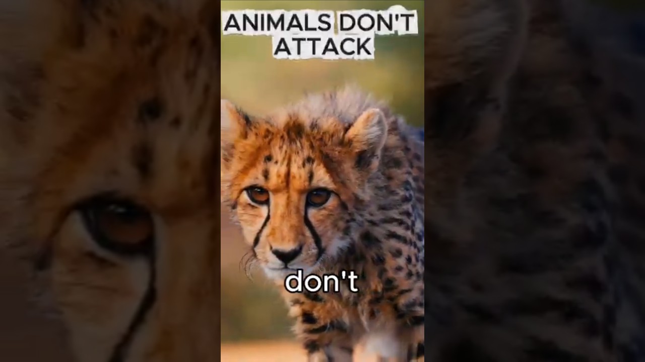 Животные не нападают... Они реагируют
