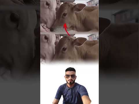 أشد المواقف قسوة أن يرى الكائن روح ا من جنسه معل قة بلا حياة لايك متابعه ترند 