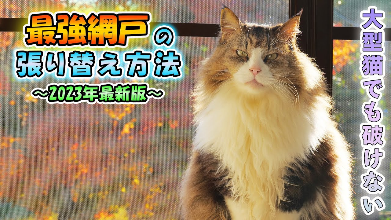 猫吉さま