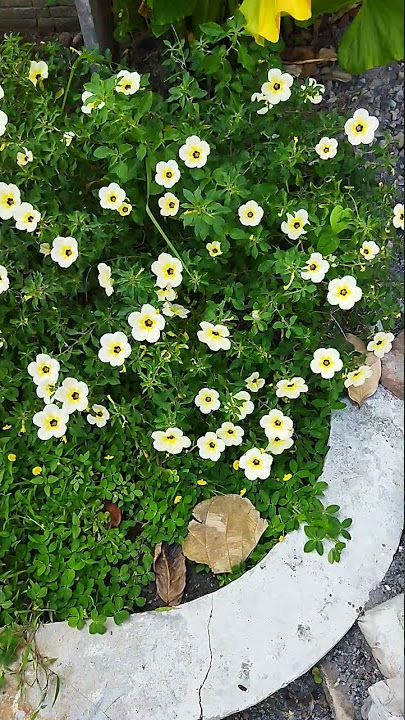 Yolanda Tanaman Cantik | Bunga Doha