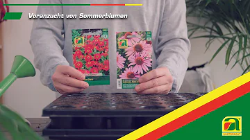 Wie pflanzt man Blumensamen ein?