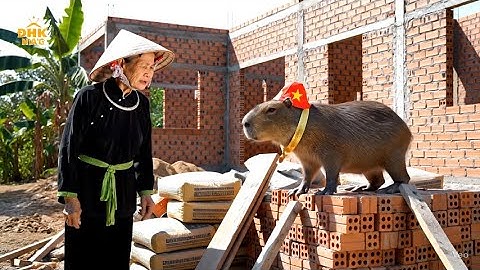 Capybara và bà cuộc sống hàng ngày| xây nhà mới và lũ lụt tới nhà.