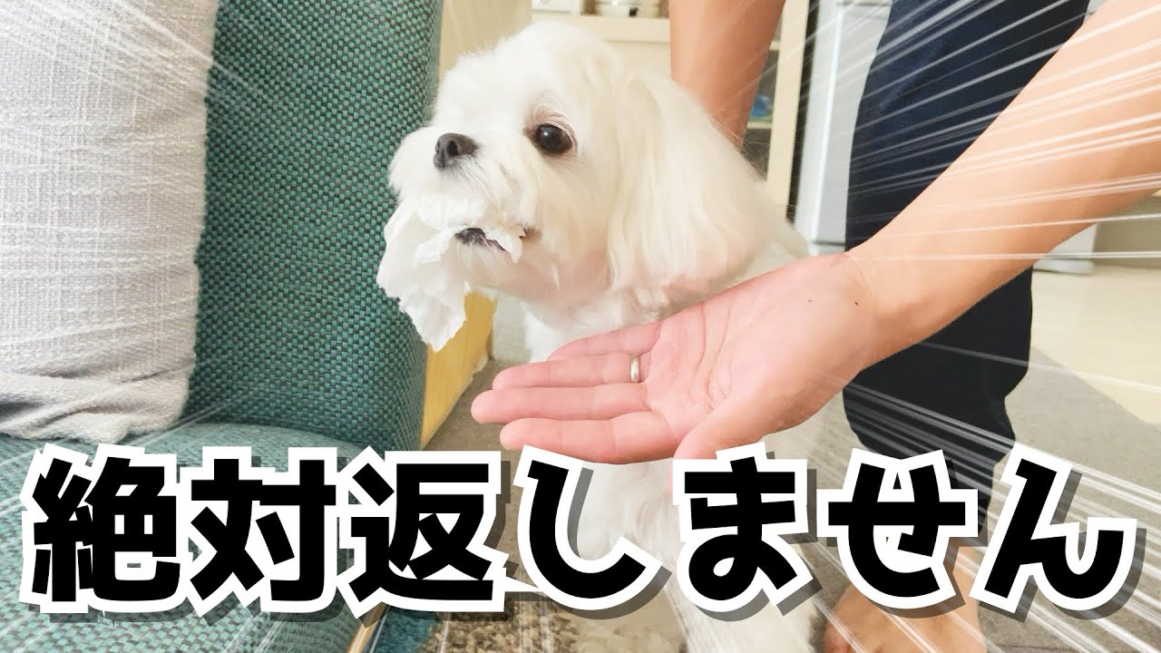 ティッシュを持って逃げる犬がいたずらっ子でめちゃくちゃ可愛い マルチーズ Youtube