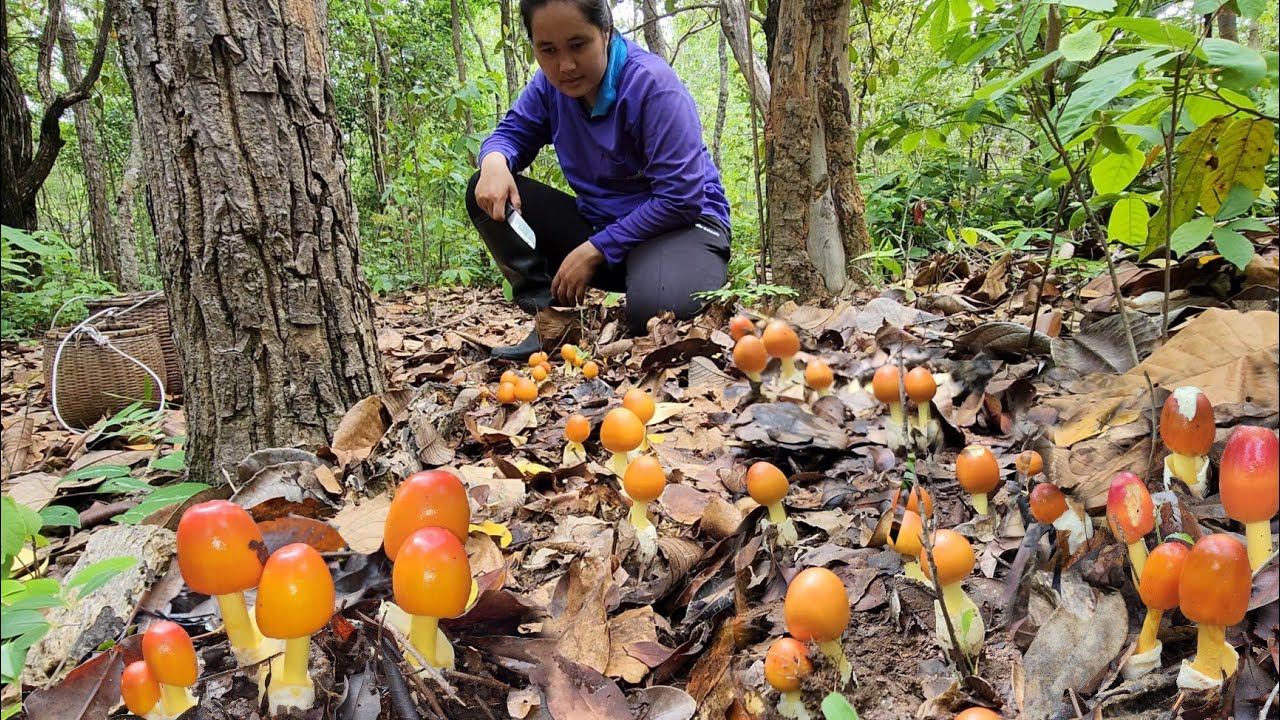 เก็บเห็ดระโงกหมู่ใหญ่ๆ!! เห็ดเผาะหนังฝ้ายก็ได้เยอะเกือบเต็มตะกร้า!! สุดหมานวันนี้!!19มิ.ย2566