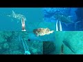 【魚突き】奄美大島 マダラハタとロウニンアジまとめ