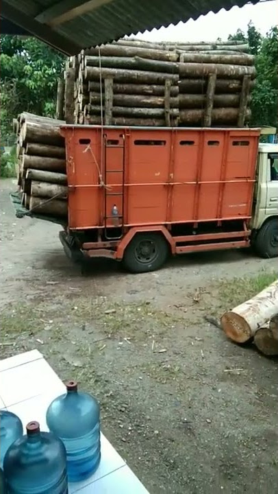 kayu albasia
