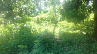 Suku Mante Wik Wik Jelas