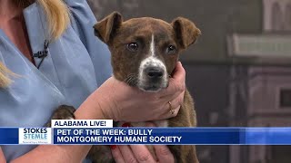 Pet of the Week: Bully