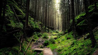 Música celta curativa y relajante, limpieza de energía negativa, sonidos de la naturaleza