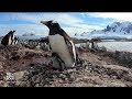 360 video: Go inside a penguin colony in Antarctica