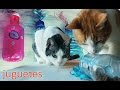 JUGUETES CASEROS PARA GATOS Dispensador de Comida  ★  PetDarling Juguetes 4