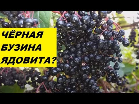 Чёрная бузина - можно ли есть чёрную бузину?