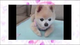 ありがとう💞俊介くん 俊介くん 検索動画21 ありがとう💞俊介くん 俊介くん 検索動画 21