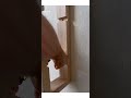 A little hint - ちょっとしたヒント( Chottoshita hinto )