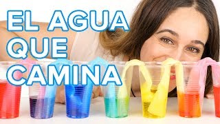 El agua que camina | Experimento con colores para niños 🌈