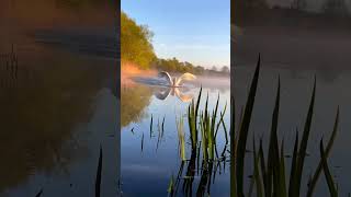 Look at this beautiful swan in the morning 😍😍 #animals #cute #cuteanimals #swan #shorts