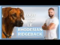 Race de chien Rhodesian ridgeback : caractère, dressage, comportement, santé de ce chien de race...