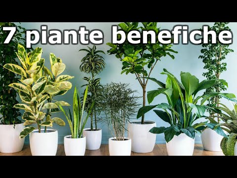 Video: Piante D'appartamento Per Un'aria Migliore