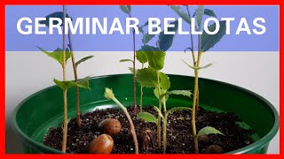 Germinar Bellotas Rápido || Cómo Plantar un Roble || Plantar o sembrar bellotas || Germinar Bellota