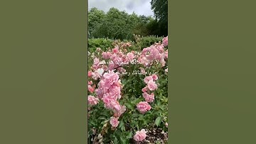 إِنَّا نَحْنُ نَزَّلْنَا الذِّكْرَ وَإِنَّا لَهُ لَحَافِظُونَ (٩) سورة الحجر هزاع البلوشي