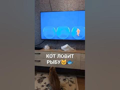 КОТ ЛОВИТ РЫБУ🐱🐟#котики - YouTube