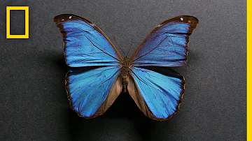 What animals are truly blue?