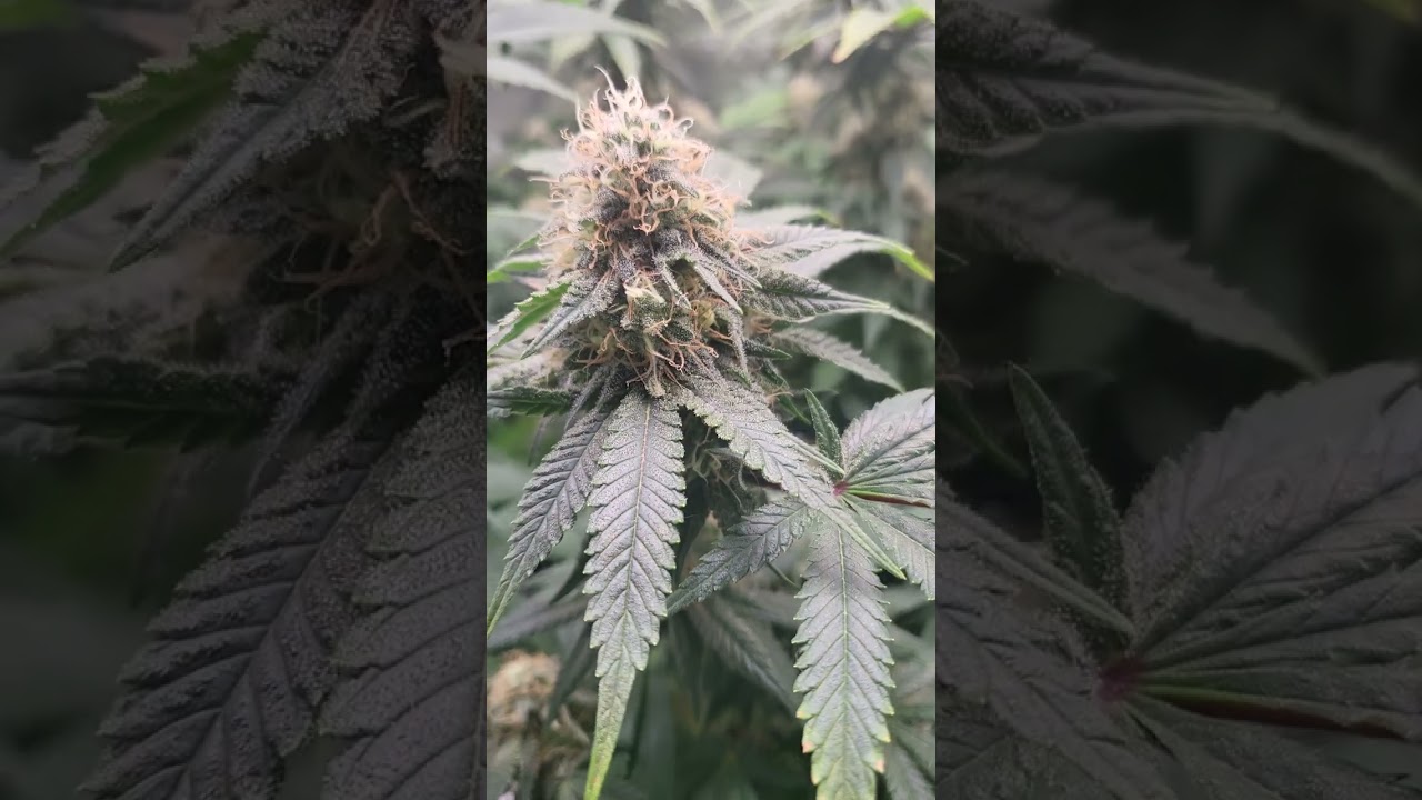 biscotti mintz week 7