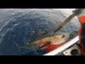 Pesca atum patudo 2024  bigeye tuna handline fishing 2024  so miguel aores  azores 4k u.