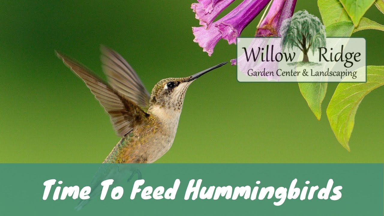 Time To Feed Hummingbirds YouTube