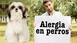 ¿Cómo saber si tu perro tiene alergia? Consejos para ayudar a tu mascota