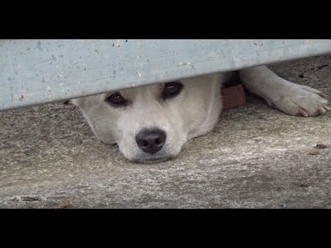 보초근무를 열심히 서던 귀여운 진돗개와의 만남....Meeting a cute Jindo <strong>dog</strong> who was on guard duty... Jeonju .. 全州市.. <strong>KOREA</strong>