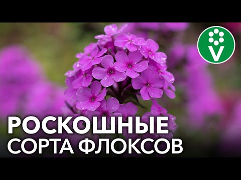 10 САМЫХ КРАСИВЫХ ФЛОКСОВ иностранной селекции по мнению селекционера