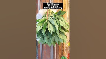 Daun Singkong di Hongkong sulit di dapat #shortsvideo #hongkong #shorts