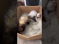 Cherry and Sky the ferrets playing in their sandbox (adorable and funny pets)