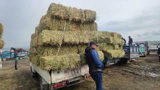 Озгон мал базары 🐂 чоптордун баалары🌾🌿