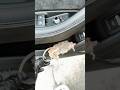Rat infested Audi S5 #automobile #detailing #mobiledetailing #details #detailer  #paintprotection