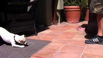 K9Conservatory-Nigel learns verbal CUE for DOWN while fading hand lure