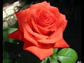 обрезка чайно-гибридной розы после первого цветения , питомник роз полины козловой, rozarium.biz