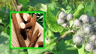 Лопу́х (Árctium). Лопух большой он же лопух-репейник Лопу́х (Árctium). Лопух большой он же лопух-репейник