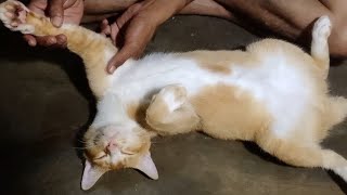 kucing oyen minta dipijitin by Hewan & peliharaan 81 views 5 months ago 9 minutes, 24 seconds