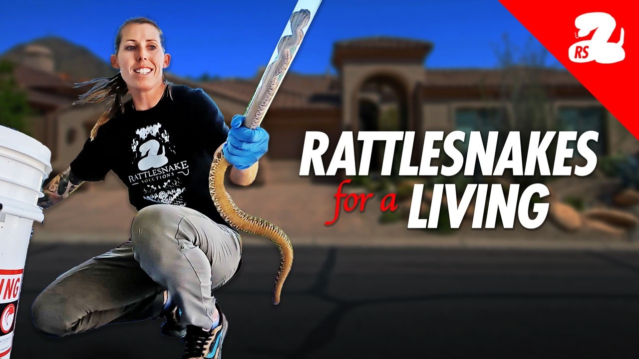 How Catching Rattlesnakes Became Our Job - YouTube